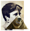 20101107160803-the_brown_bear