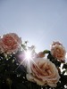 20110425060304-marosesdfx