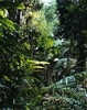 20110503012544-struthsdtdaintree