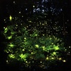 20120303174713-lightning_bugs