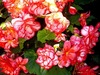 20120714131822-big_pink_begonias