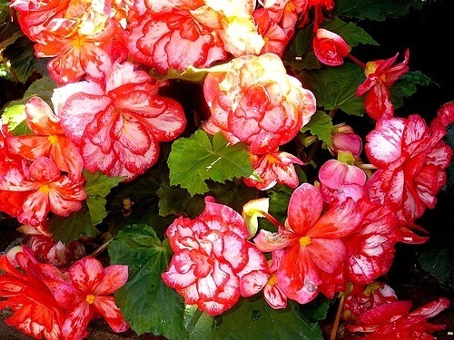 20120714165638-20120714131822-big_pink_begonias