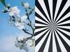 Almond-blossom-4984