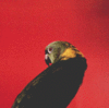 Lawler_birdcall