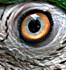 Eye_of_the_beholder