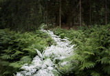 20110804025934-come_with_me_2