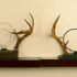 Antlertenae