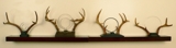 Antlertenae