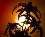20110522031905-sunset_palm