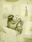 Sloth_1