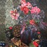 20120719174605-black_narcissus