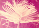 Wormweb
