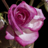 Pink_rose