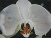 20120520204654-white_orchid