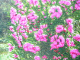 20120820144556-_flores_ao_sol__30_x_36_cm__2009__acrilyc