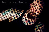 20121206060511-ashleyvoss-11