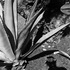 20130412212529-m9c_selfportrait_cactusfinc