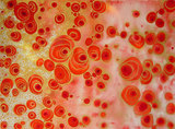 Large_red_tide_4x6