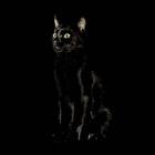 20110222134202-cat
