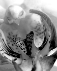 20110223043159-debra_kayata_orchid_up_close_and_personal