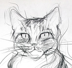 _1_original_cat_close_crop