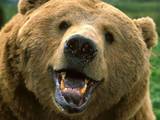 Grin_and_bear_it-1600x1200