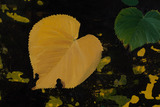 20111030182514-be-not-so-far-detail