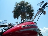 Under_palm