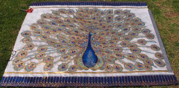 Peacock on lawn