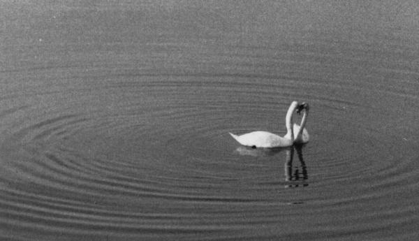 Swans on Lake Geneva