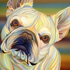 Bulldog