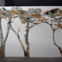 20100912153137-the_painted_forest_2010