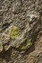 Boulder1detail
