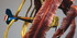 Charpentierdetail
