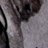 A_mouses_guise_small
