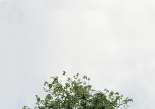  The Top of Anne Frank\'s Chestnut Tree, Amsterdam, 2008,Jason Lazarus