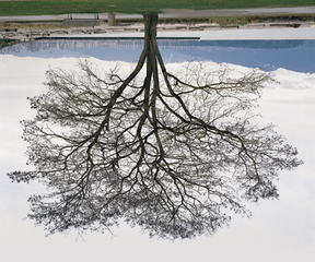 Jericho Beach Tree, Winter,Rodney Graham