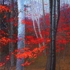 Sea_of_red_sm
