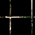 Rose_locked_in_a_grid_06d