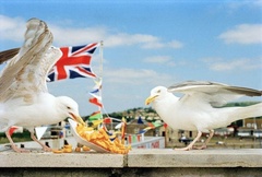 Seagulls