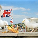 Seagulls