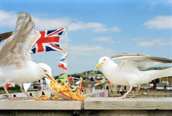 Seagulls