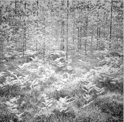 Untitled (Sister),James Chronister