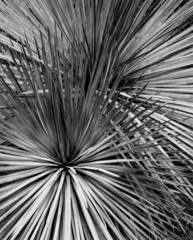 Yuccas,