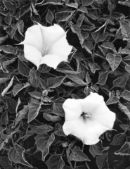 Sacred Datura,