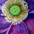 _bali_floral_iv___antonio_rael__2007