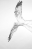 Dana-harel_eagle_lg