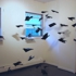 Nolan_glove-winged_blackbirds