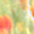 Flowers3