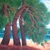 Pines
